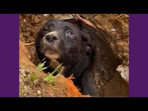 Situação Inusitada De 2 Cachorros Resgatados A Tempo!