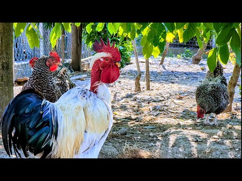 Naked neck rooster chilling under the tree shade