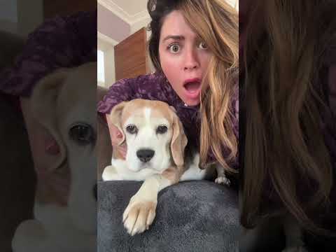 Buffy couldn’t believe what she was seeing #comedy #dog #beagle