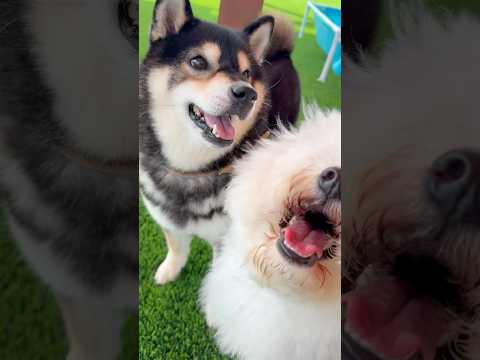 久しぶりの長距離ランを楽しむ柴犬のかわいい映像 サムネイル