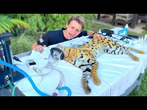 We Did This To Save My Cat…