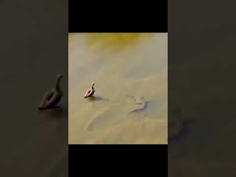 BEBEK VS BUAYA