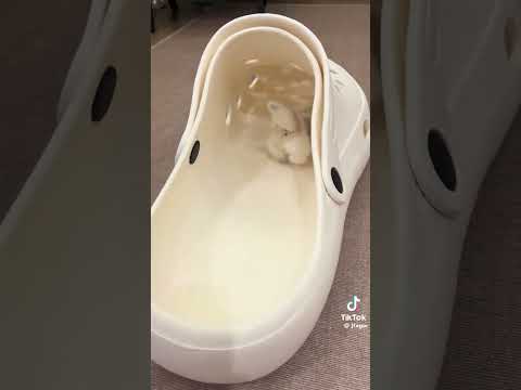 اصغر قط ❤️❤️❤️❤️