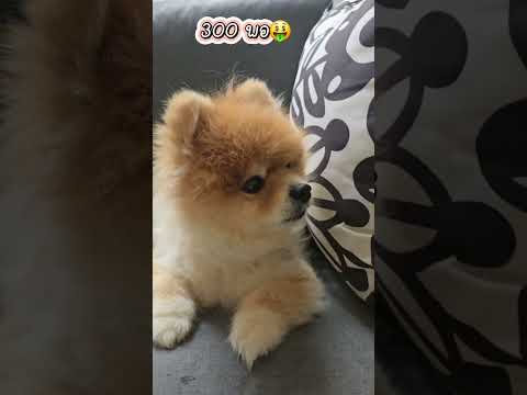 🤑🤑ขายถูกเลย😁 #dogs  #pomeranian #dogshorts #pets