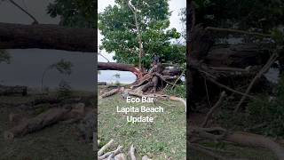 🚧 Eco Beach Bar UNDER CONSTRUCTION | Tree Removal Day with Sean