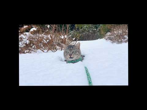 大雪なのにどうしても外に出たいと要求する猫に事件が A Cat Demands to Go Outside in a Snowstorm… Then This Happened