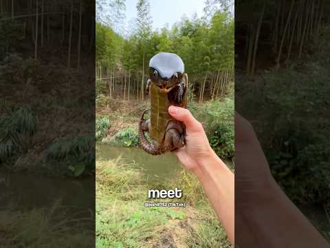 Big Headed Turtle