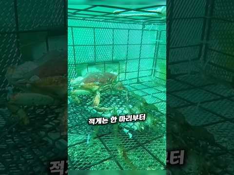 통발 안에 게가 잡히는 과정