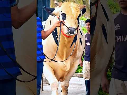 Secret Trick to Control a Big Cow Easily! #facts #tranding #shorts