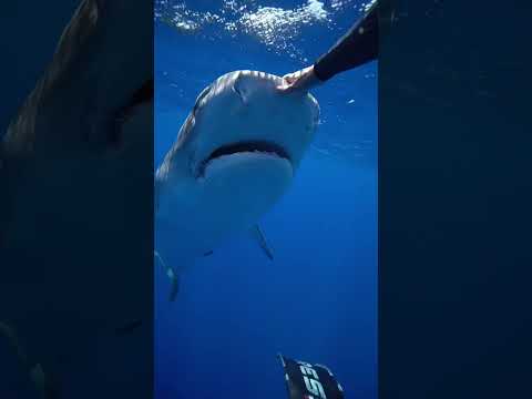 the nictitating membrane is protecting their eye #savesharks #tigershark #ocean #sharkdiver #sharks