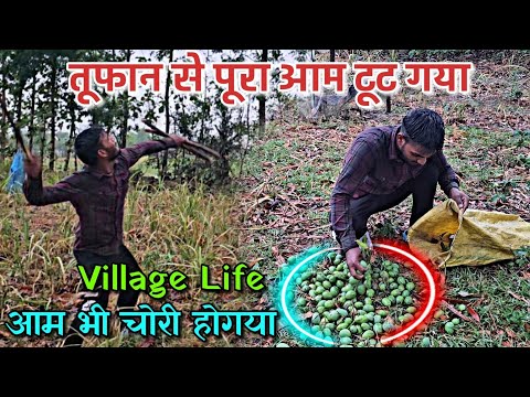 खतरनाक आंधी में पेड़ का सारा आम टूट गया / Village Life Vlog आम भी पूरी चोरी हो गई