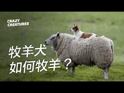 一隻牧羊犬如何放養數百隻羊？| 奇怪動物紀錄片 - YouTube(3分33秒)