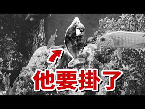 開箱日本難以言喻的水族館