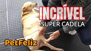 A História da Cachorra Que Superou em Tudo, 9 filhotes e várias Fraturas