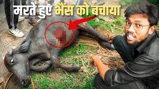 Pray Kijiye 🙏🏻 मरते हुए भैस को बचाया 🥲 इंसानियत ख़त्म हो चुकी है !! Accide*ntal Buffalo Rescue 🐃