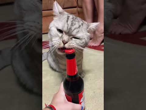 Cat helper