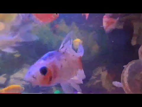 Live My fish video Recording