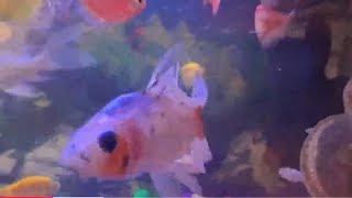 Live My fish video Recording