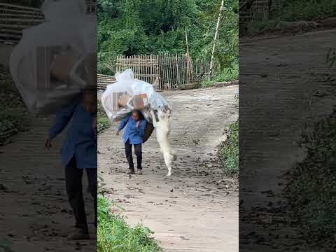 小宝也知道奶奶从小养他不容易，他也懂得知恩图报，#拉布拉多小宝