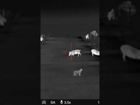 Why did the cat cross the lane?