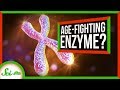 Understanding Telomerase and Mechanical Waves