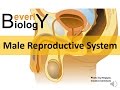 Exploring the Male Reproductive System