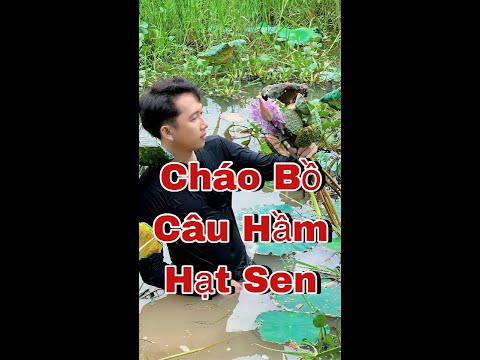 Cháo Bồ Câu Hầm Hạt Sen - Món Quà Từ Tấm Lòng Yêu Thương Dành Cho Bà #shorts