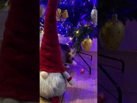 Funny cat is playing with candy