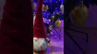 Funny cat is playing with candy