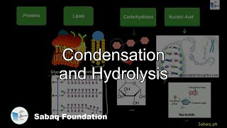 Condensation and Hydrolysis