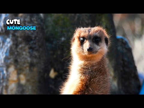 Cute Mongoose Looking Around