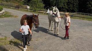 Morning routine with a guest 🐴