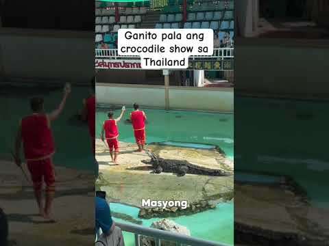 SHOCKING Crocodile show in Thailand #shorts #trendingshorts  #fypyoutube