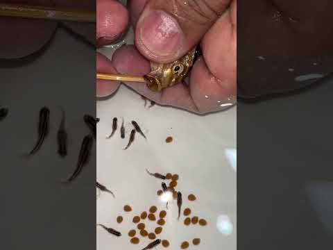 Auratus cichlid fish giving birth ???? #fish #aquariumfish