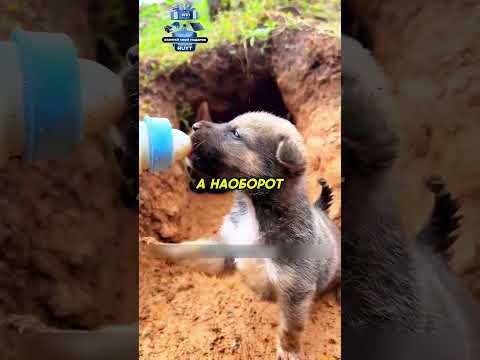 Человек подружился с дикой собакой? #животные #animals