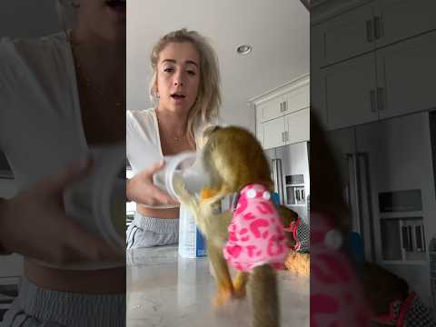so chaotic😭#squirrelmonkey #monkey #makeup #reciepe #madlovesripley #cuteanimal #baby #animal #grwm