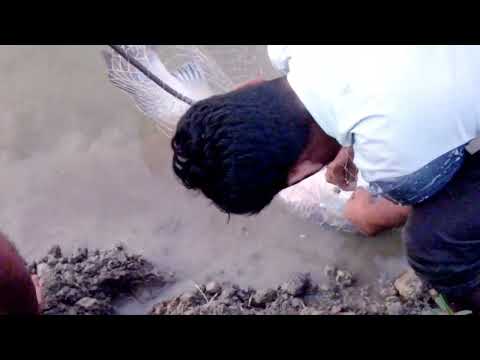 দানব মাছ শিকার! Monster fish hunting!