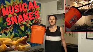 Moving Snake Habitats and Reptile Room Upgrades 🐍 Playing Musical Reptile Enclosures 2024