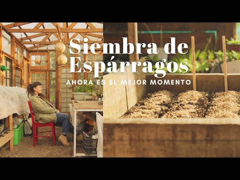 Siembra de Espárragos | El mejor momento es Ahora y decirle chao al Plástico