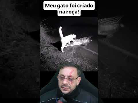 Gato criado na roça? #biologohenrique #animais #bichoesperto #pet #rural