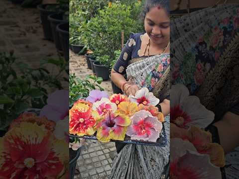 New Hibiscus harvesting మందారం #hibiscus #mygarden #gardening #shortvideo #ytshorts #viralvideo