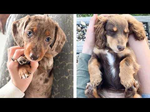 🐶 These Dachshund Puppies Help You Happier Everyday 😍 | Cute Puppies
