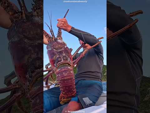 Lobster: Luxury Food or Silent Poison?