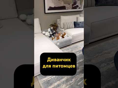 Сколько стоит диван для собак? #дизайнинтерьера