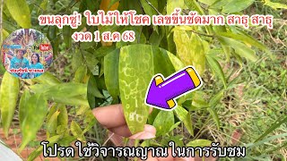 ขนลุกซู่! ใบไม้ให้โชค เลขขึ้นชัดมาก สาธุ สาธุ 2ตัวตรงๆ งวด1ส.ค2568 | รัชนี ชาแนล