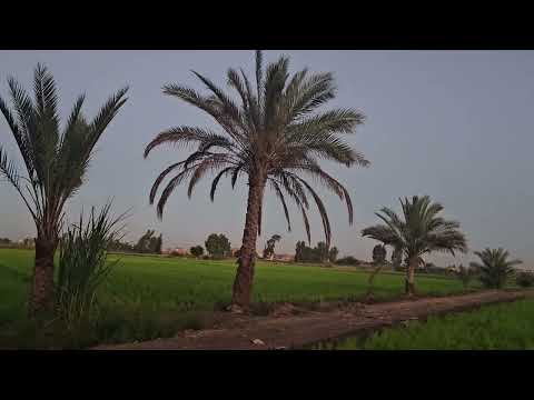 "سحر الزراعة وجمال الأرض الخضراء – مشاهد مريحة للنفس"