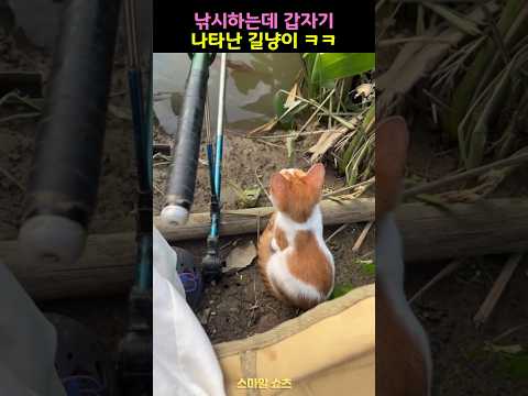 낚시하는데 갑자기 나타난 길냥이 ㅋㅋ