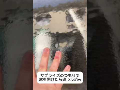 サプライズのつもりで窓を開けたら違う反応w #shorts