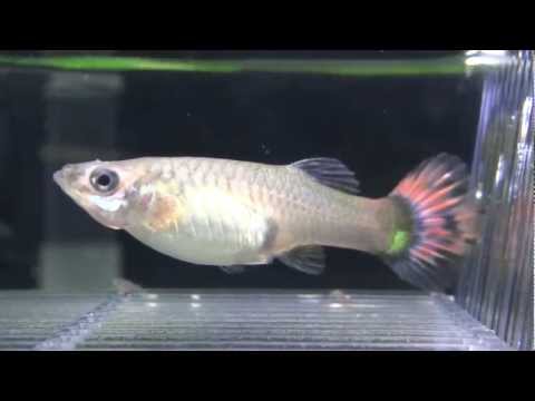 孔雀魚生產 - YouTube