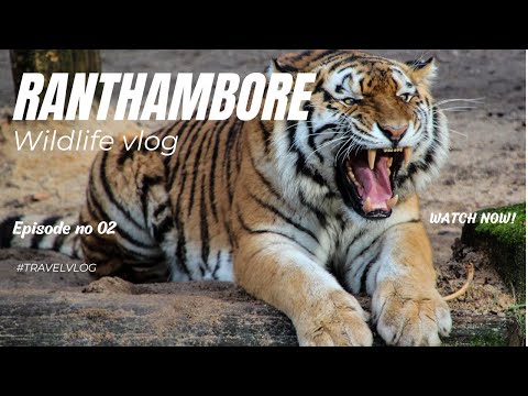 Ranthambore Wildlife Vlog #ranthambore #tigersafari